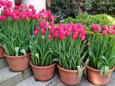 How to take care of tulips. Things To Know About How to take care of tulips. 